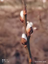 Attēlu rezultāti vaicājumam “Libanotis montana”