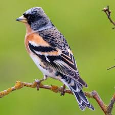 Image result for Fringilla montifringilla