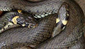 Image result for Ringelnatter