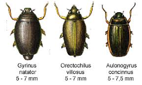 Attēlu rezultāti vaicājumam “Gyrinidae”