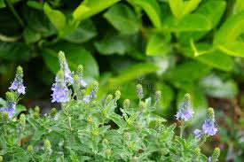 Attēlu rezultāti vaicājumam “Veronica austriaca subsp. teucrium flower”