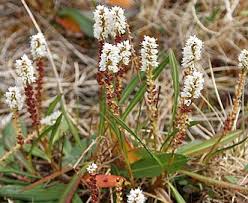 Attēlu rezultāti vaicājumam “Bistorta vivipara flower”