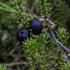 Attēlu rezultāti vaicājumam “Empetrum nigrum”