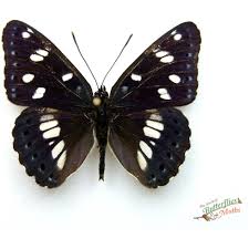 Attēlu rezultāti vaicājumam “Lycaena virgaureae underside”