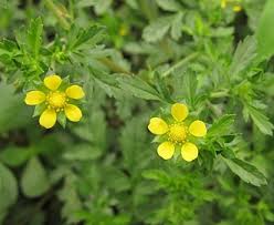 Attēlu rezultāti vaicājumam “Potentilla supina”