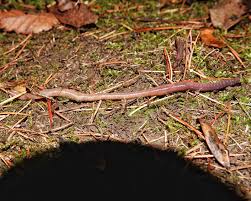 Attēlu rezultāti vaicājumam “Arcyria imperialis stalked”