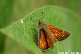 Attēlu rezultāti vaicājumam “Ochlodes sylvanus underside”
