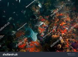 Image result for Poroderma africanum