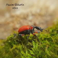 Attēlu rezultāti vaicājumam “Calodromius spilotus”