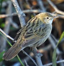 Image result for Locustella naevia