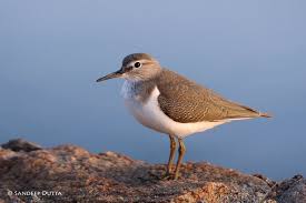 Attēlu rezultāti vaicājumam “Actitis hypoleucos adult”