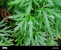 Attēlu rezultāti vaicājumam “Aconitum napellus leaf”