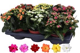Image result for Kalanchoe blossfeldiana