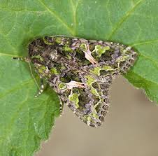 Attēlu rezultāti vaicājumam “Trachea atriplicis”