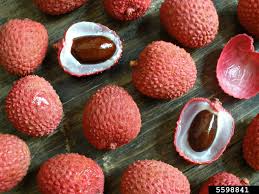Image result for Litchi chinensis