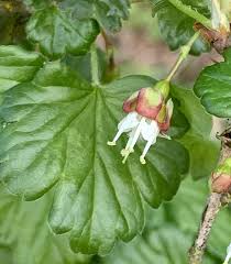 Attēlu rezultāti vaicājumam “Ribes uva-crispa flower”
