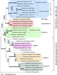 Attēlu rezultāti vaicājumam “Physarum flavicomum stalked”