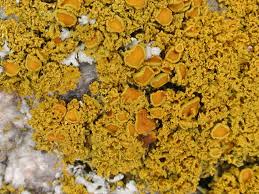 Attēlu rezultāti vaicājumam “Xanthoria candelaria”