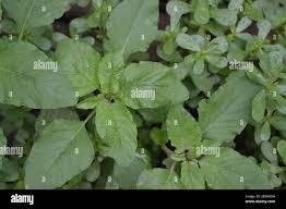 Attēlu rezultāti vaicājumam “Amaranthus retroflexus leaf”
