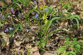 Attēlu rezultāti vaicājumam “Gagea lutea”