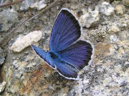 Attēlu rezultāti vaicājumam “Plebejus argus / Plebejus idas”