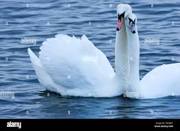 Image result for Cygnus olor