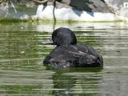 Attēlu rezultāti vaicājumam “Melanitta nigra”