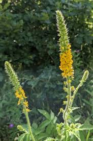 Attēlu rezultāti vaicājumam “Agrimonia eupatoria”