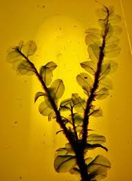 Attēlu rezultāti vaicājumam “Cinclidium stygium”