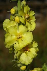 Image result for Verbascum phlomoides