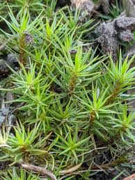 Attēlu rezultāti vaicājumam “Polytrichum juniperinum”