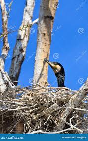Attēlu rezultāti vaicājumam “Phalacrocorax carbo nest”