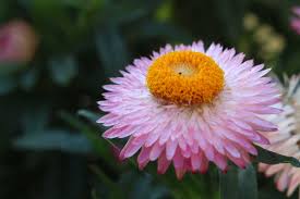 Image result for Strohblume