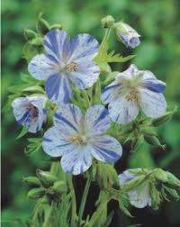 Image result for Geranium pratense