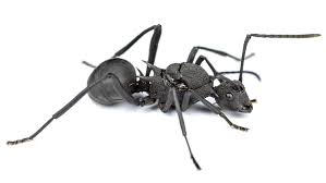 Attēlu rezultāti vaicājumam “Anthrenus sp. imago”