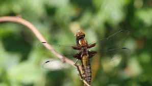 Attēlu rezultāti vaicājumam “Libellula depressa female”