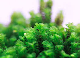 Attēlu rezultāti vaicājumam “Jungermannia subulata”