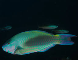 Image result for Scarus psittacus