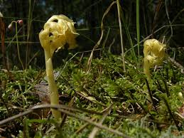Attēlu rezultāti vaicājumam “Monotropa hypopitys”
