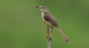 Image result for Acrocephalus agricola