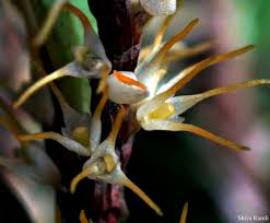 Attēlu rezultāti vaicājumam “Physarum bitectum sessile”