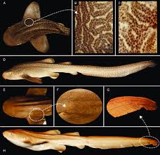 Image result for Stegostoma tigrinum