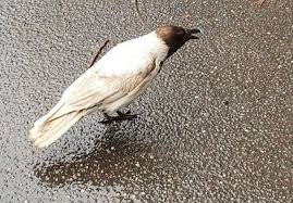 Attēlu rezultāti vaicājumam “Corvus cornix adult”