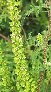 Attēlu rezultāti vaicājumam “Ambrosia artemisiifolia”