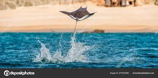 Image result for Mobula munkiana