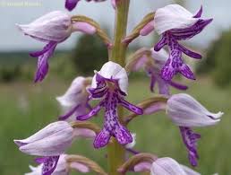 Attēlu rezultāti vaicājumam “Orchis militaris”