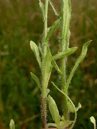 Attēlu rezultāti vaicājumam “Jasione montana”