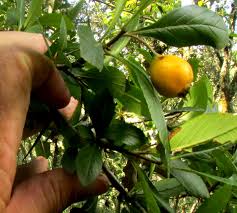 Attēlu rezultāti vaicājumam “Crataegus x macrocarpa fruit”