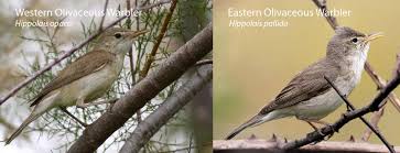 Image result for Hippolais pallida