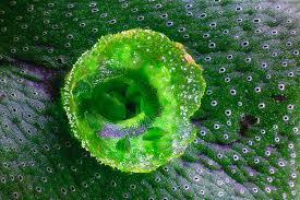 Attēlu rezultāti vaicājumam “Marchantia polymorpha”